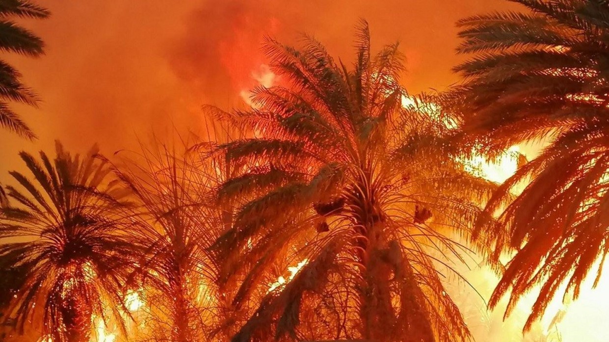 حريق هائل يلتهم مزارع نخيل في السعودية
