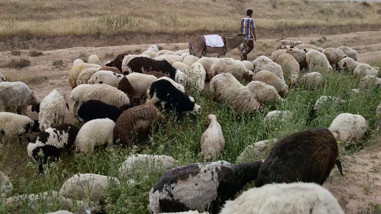 عمليات بغداد تصدر بيانا بشان ضوابط نقل المواشي من والى العاصمة