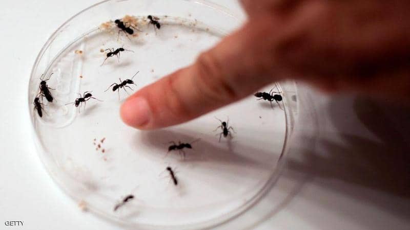الصين تختبر على البشر لقاحا لكورونا يزرع في “خلايا حشرات”