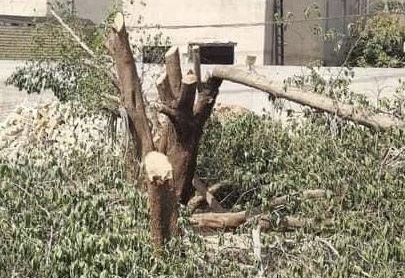بغداد تصدر امرآ بمنع قطع الاشجار