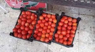 وزارة الزراعة توضح أسباب ارتفاع أسعار محصول الطماطم