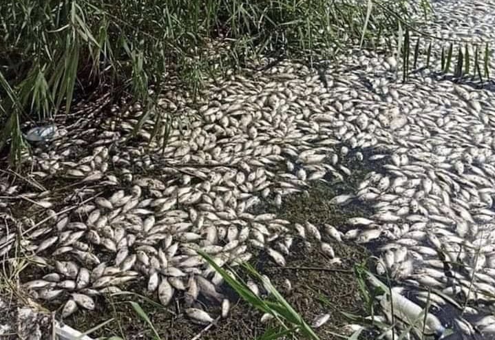 الزراعة النيابية تكشف سبب نفوق الاسماك في بحيرة الرزازة
