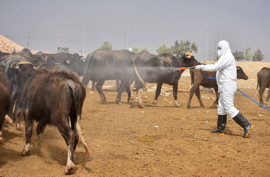 صحة أربيل تنفي تسجيل 150 حالة إصابة بمرض الحمى النزفية