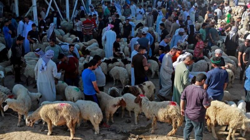 العراق: ركود بأسواق الأضاحي جراء ارتفاع قياسي في الأسعار