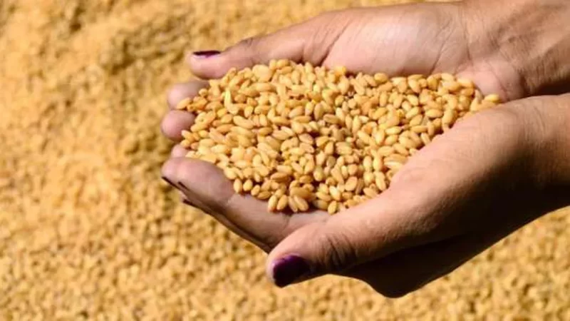 العراق يحبط محاولة تهريب قرابة 1500 طن من مادة القمح الأسترالي