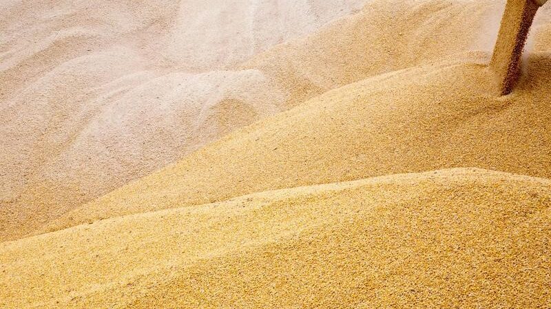 العراق يحقق الاكتفاء الذاتي من القمح خلال الموسم الحالي