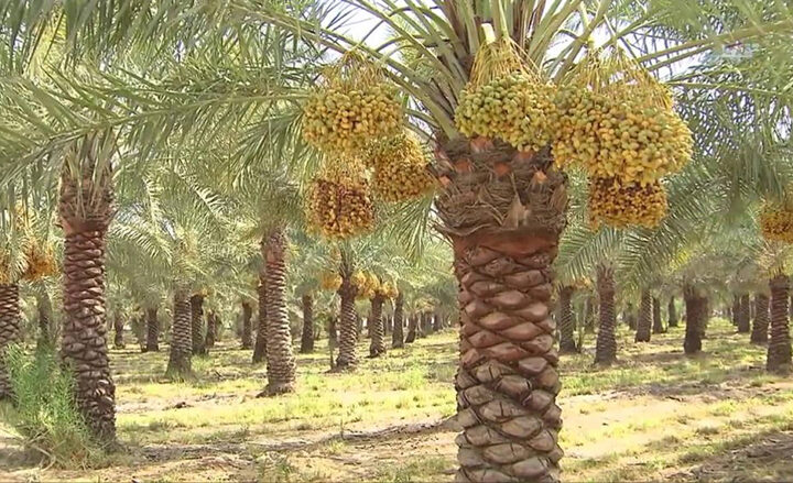 وزارة الزراعة تبدأ حملة مكافحة حشرة عنكبوت الغبار في غابات النخيل بالمثنى