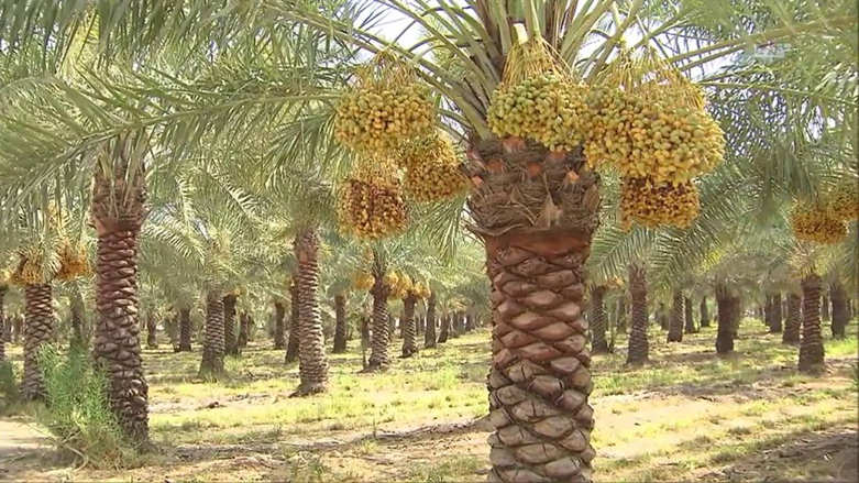 وزارة الزراعة تبدأ حملة مكافحة حشرة عنكبوت الغبار في غابات النخيل بالمثنى