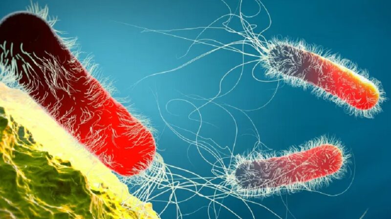 علماء: بكتيريا تعيش داخل الإنسان قد تقلل خطر الإصابة بالسرطان