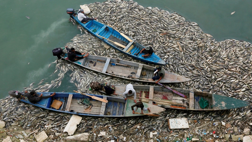 بحر من الأسماك النافقة في محافظة ميسان (فيديو)