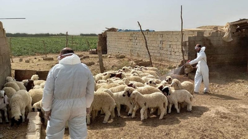نينوى تفرض حجراً صحياً على 22 حقلاً للماشية لمكافحة الحمى القلاعية