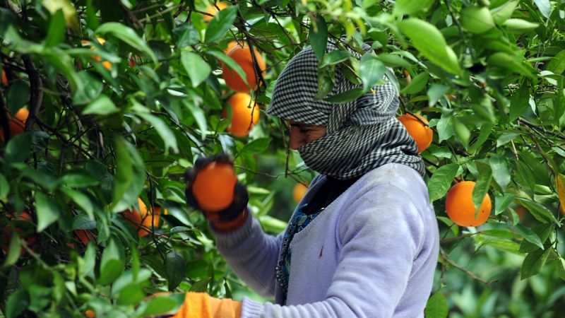 100 مليون دولار استيراد العراق من الحمضيات خلال 6 اشهر