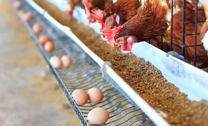 العراق يمنع استيراد الدواجن الحية والمجمدة من 39 دولة