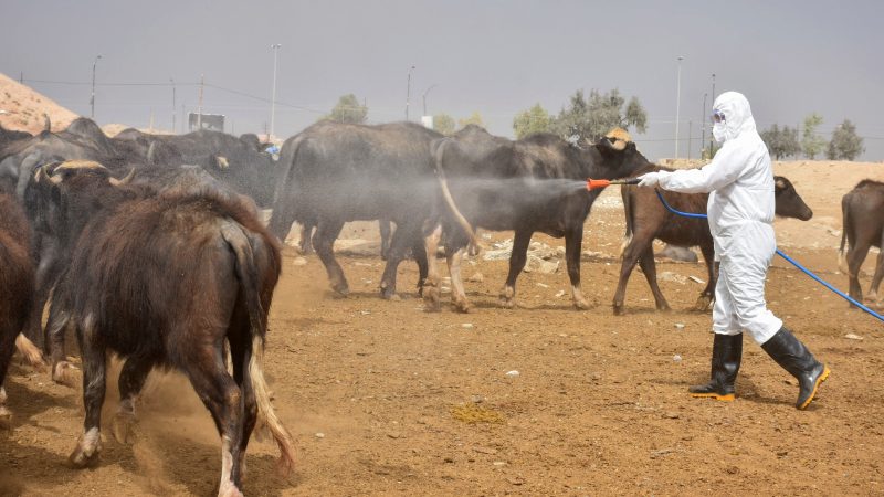 محافظ بغداد يوصي بتكثيف الجهود لمكافحة الحمى النزفية والقلاعية