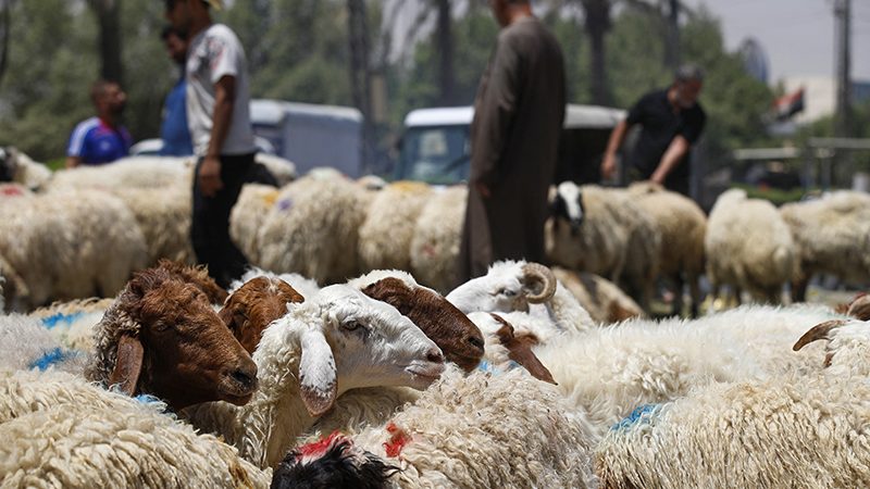 بغداد تمنع دخول المواشي قبل عيد الأضحى ضمن إجراءات مكافحة الحمى النزفية