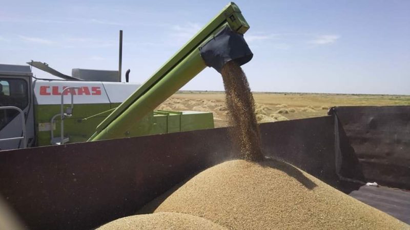 العراق يحتل المرتبة الثانية عربيا في إنتاج القمح