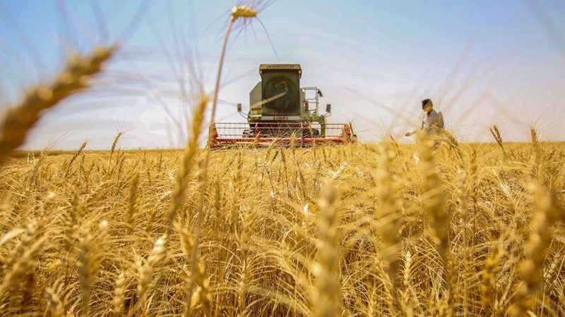 نجاح زراعة القمح والشعير غرب البصرة باستخدام تقنية الري الحديث