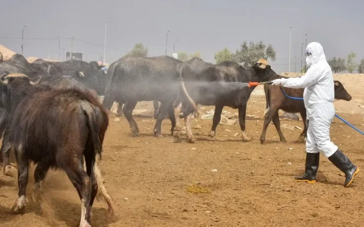 صحة كركوك تحذر: الحمى النزفية لم تنتهِ بعد.. لا تتهاونوا