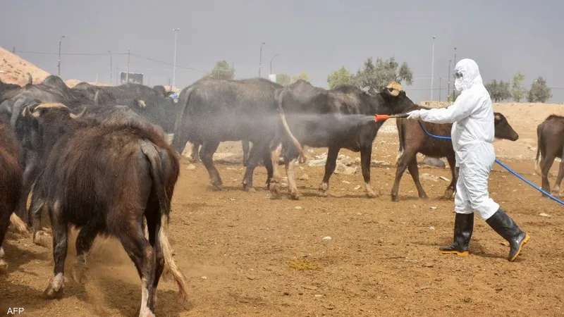 صحة كركوك تحذر: الحمى النزفية لم تنتهِ بعد.. لا تتهاونوا