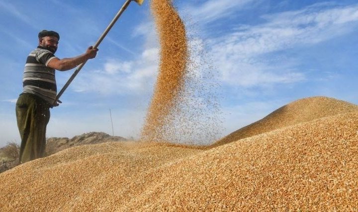 زراعة بغداد تعلن بدء تسلُّم الحنطة في السايلوات