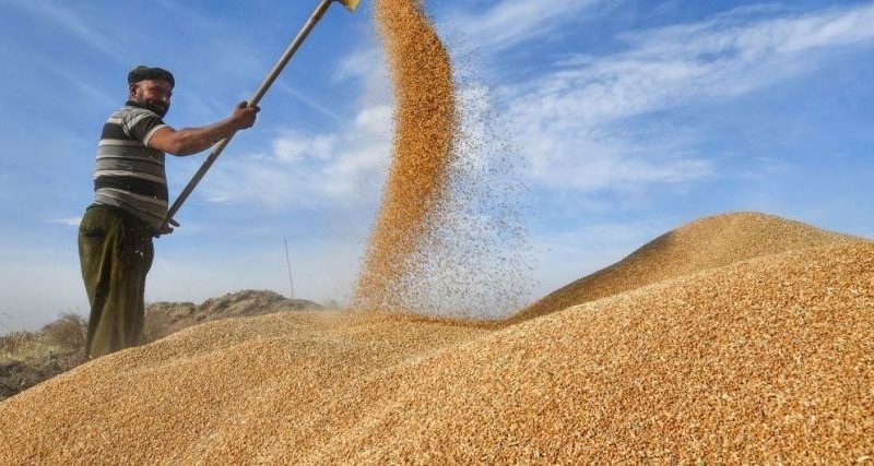 زراعة بغداد تعلن بدء تسلُّم الحنطة في السايلوات