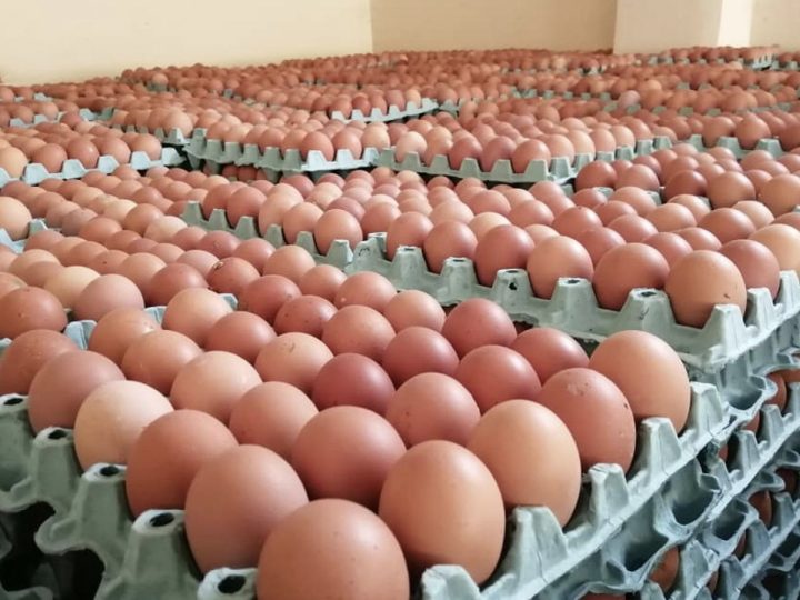 الزراعة العراقية: اكتفاء ذاتي بالبيض وعجز في اللحوم والأسماك