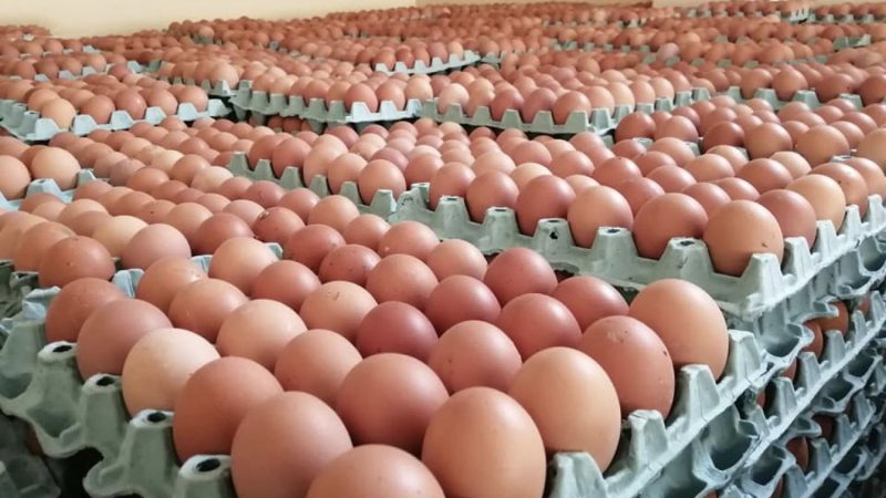 الزراعة العراقية: اكتفاء ذاتي بالبيض وعجز في اللحوم والأسماك