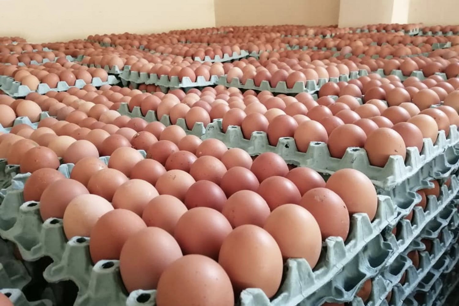 الزراعة العراقية: اكتفاء ذاتي بالبيض وعجز في اللحوم والأسماك