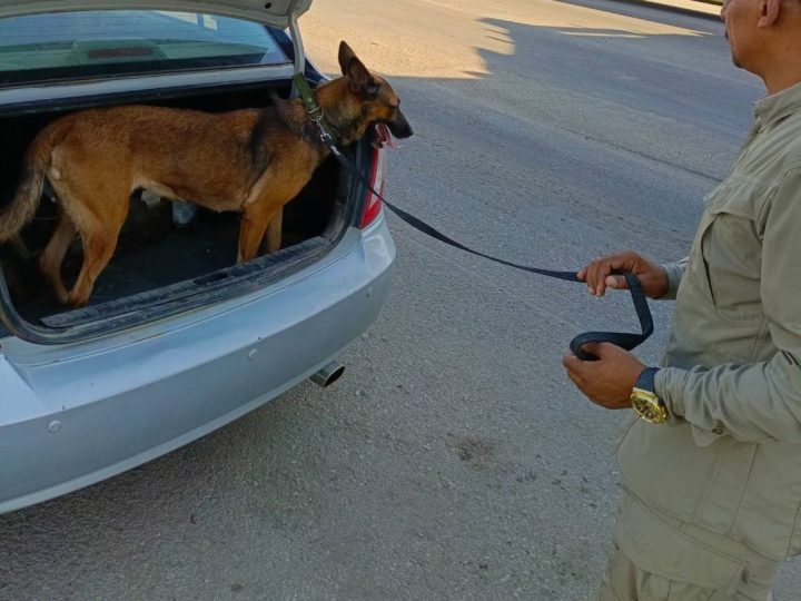بالصور.. كلاب الـK9 من شرطة الديوانية تشارك في تأمين القمة العربية ببغداد
