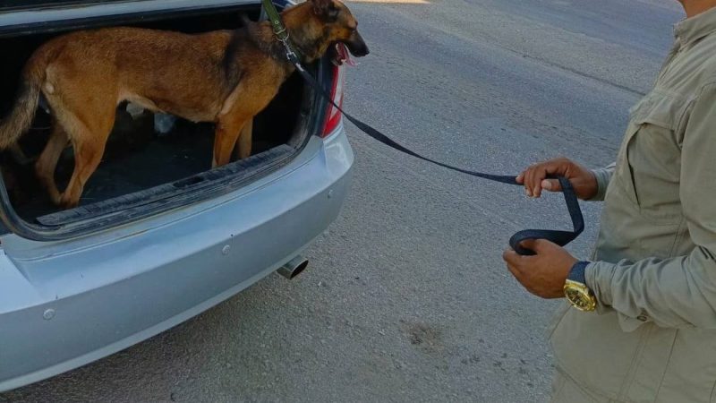 بالصور.. كلاب الـK9 من شرطة الديوانية تشارك في تأمين القمة العربية ببغداد