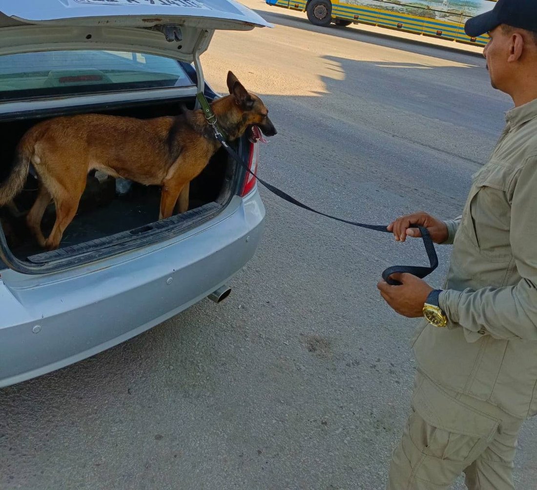 بالصور.. كلاب الـK9 من شرطة الديوانية تشارك في تأمين القمة العربية ببغداد