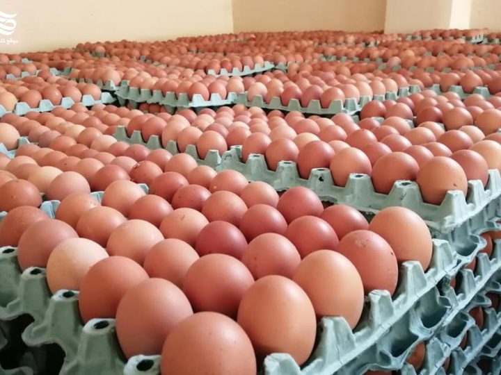 الزراعة العراقية: اكتفاء ذاتي بالبيض وعجز في اللحوم والأسماك