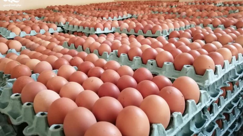 الزراعة العراقية: اكتفاء ذاتي بالبيض وعجز في اللحوم والأسماك