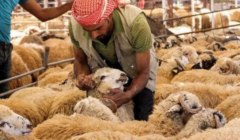 وزارة الزراعة: الحمى النزفية لن تؤثر على شراء الأضاحي