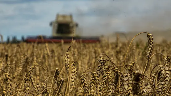 الزراعة العراقية تقترب من هدفها.. 3.4 ملايين طن قمح محلي حتى الآن
