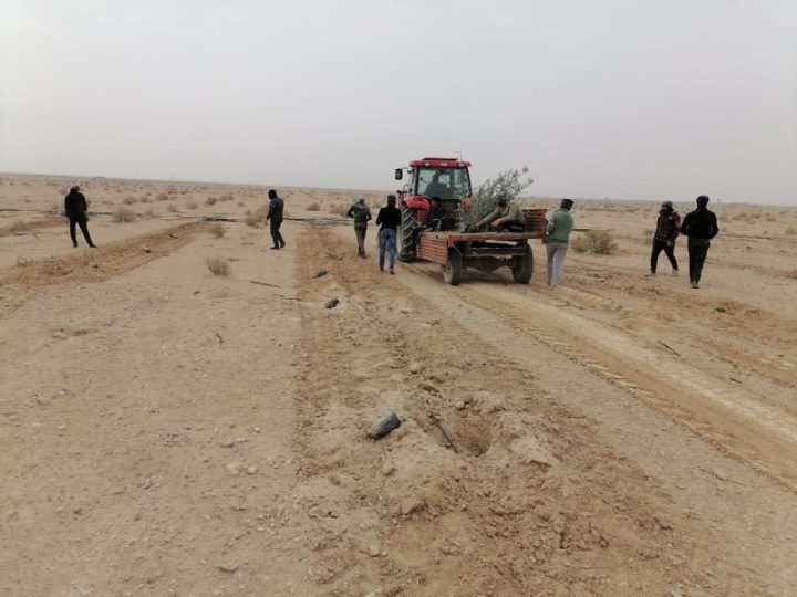 الأنبار تُنجز مشروع الواحات بزراعة 100 دونم من الزيتون باستخدام أنظمة حديثة