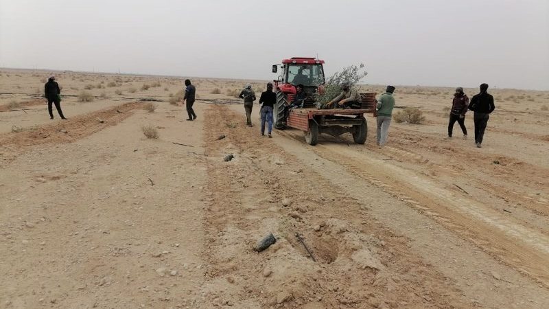 الأنبار تُنجز مشروع الواحات بزراعة 100 دونم من الزيتون باستخدام أنظمة حديثة