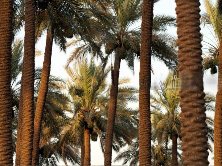 الزراعة تطلق حملة جوية لمكافحة آفات النخيل في 6 محافظات