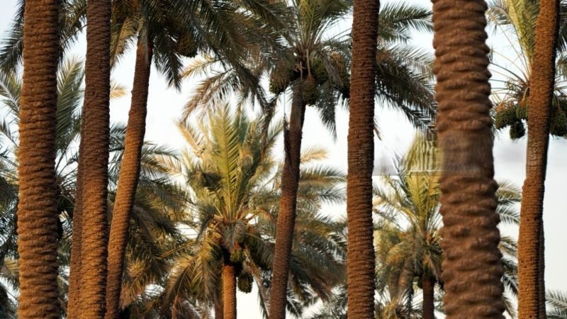 الزراعة تطلق حملة جوية لمكافحة آفات النخيل في 6 محافظات
