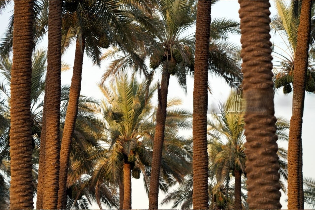 الزراعة تطلق حملة جوية لمكافحة آفات النخيل في 6 محافظات
