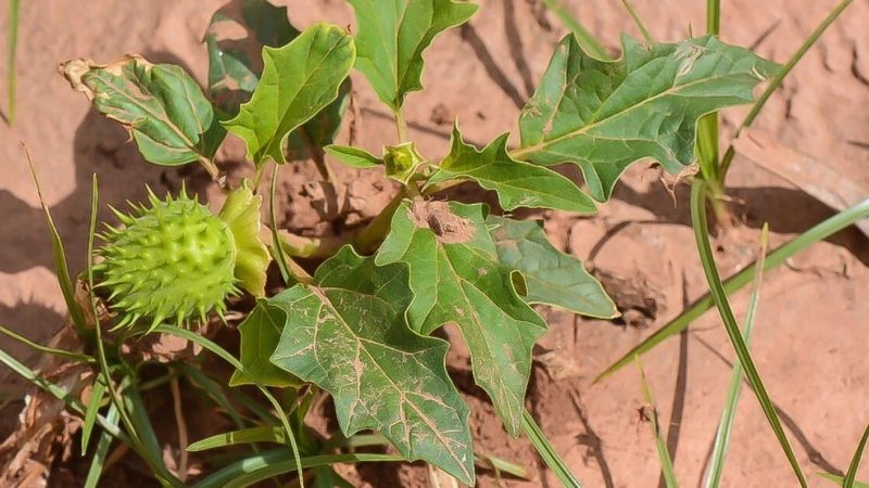 العراق يشكل فرقاً أمنية لمكافحة انتشار نبتة الداتورا المخدرة