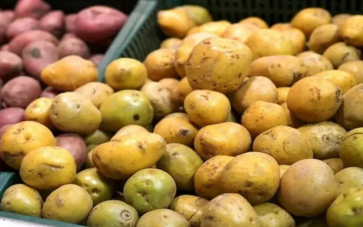 احذر.. أشعة الشمس تحول “البطاطس الخضراء” إلى خطر سام