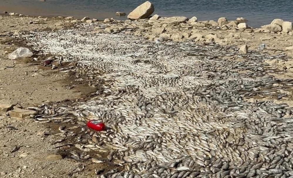قائمقامية دربنديخان توضّح سبب نفوق آلاف الأسماك