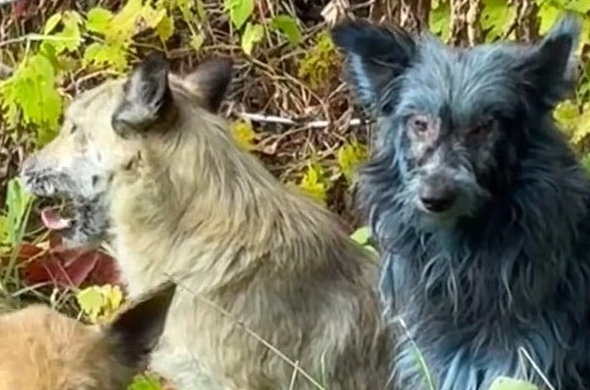 ظهور الكلاب الزرقاء فى موقع تشيرنوبل النووى يحير العلماء