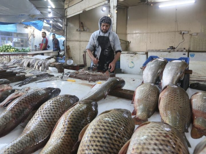 50% من إنتاج أسماك قصر شيرين الإيرانية يُصدّر إلى العراق