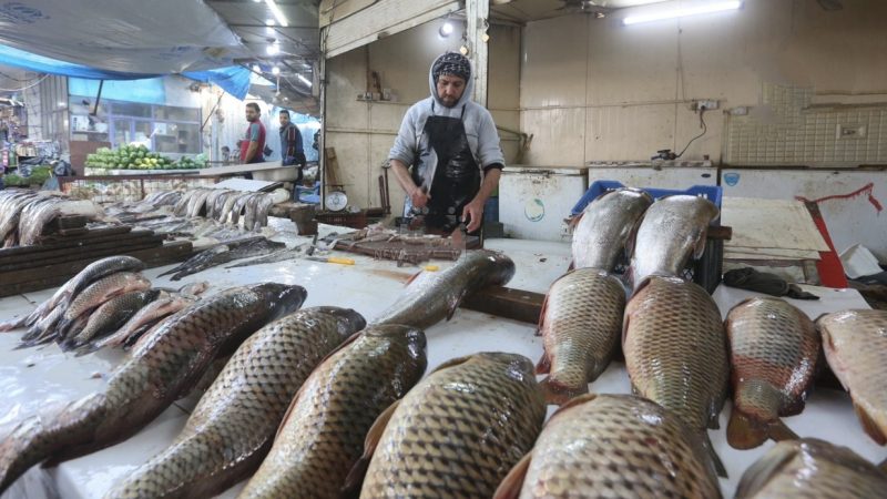 50% من إنتاج أسماك قصر شيرين الإيرانية يُصدّر إلى العراق