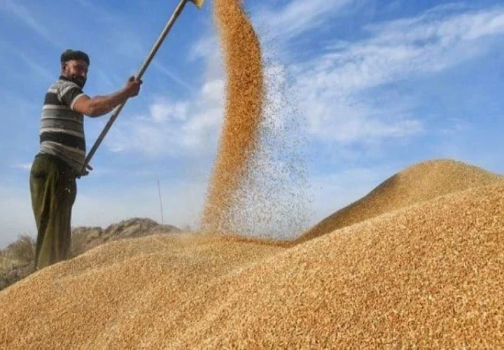 محافظ الأنبار يعلن تحقيق الاكتفاء الذاتي من محصول الحنطة
