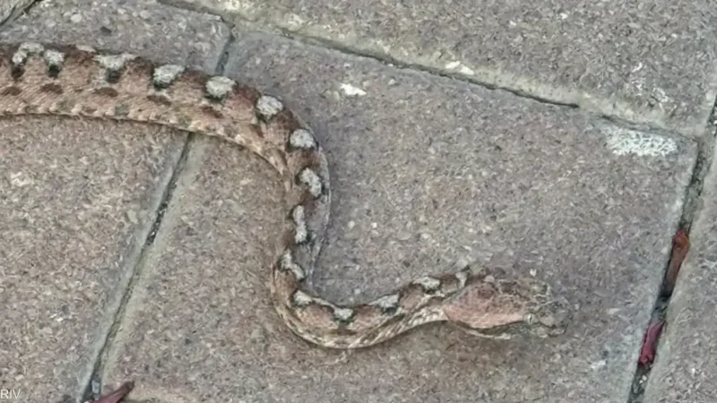 مدينة إسرائيلية تعيش “فيلم رعب”