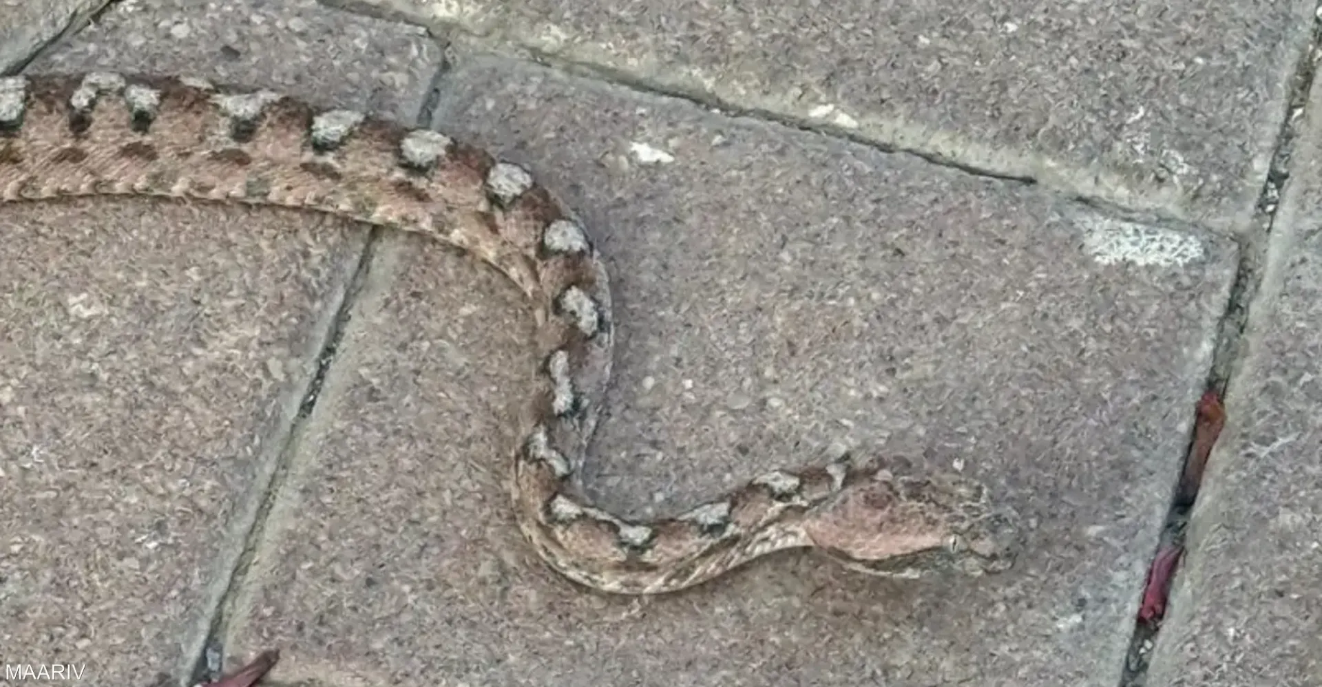 مدينة إسرائيلية تعيش “فيلم رعب”