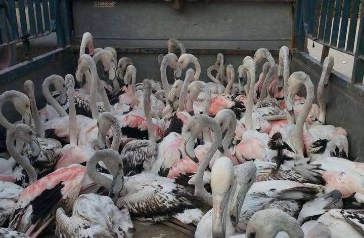 مرصد بيئي يكشف عن وقوع ألف طير مهاجر “ضحية للصيد الجائر” خلال الشهر الحالي